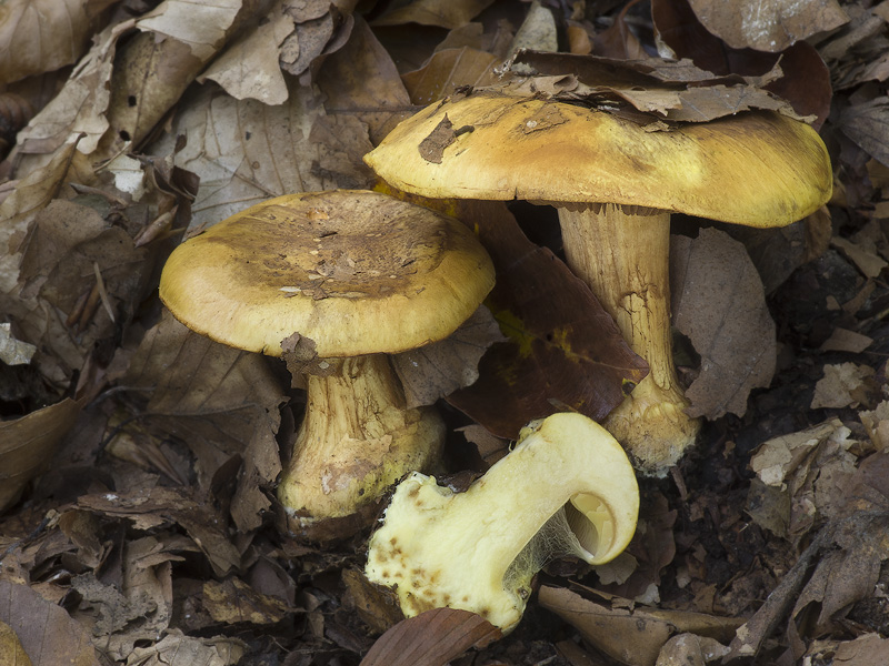 Cortinarius alkclinophilus